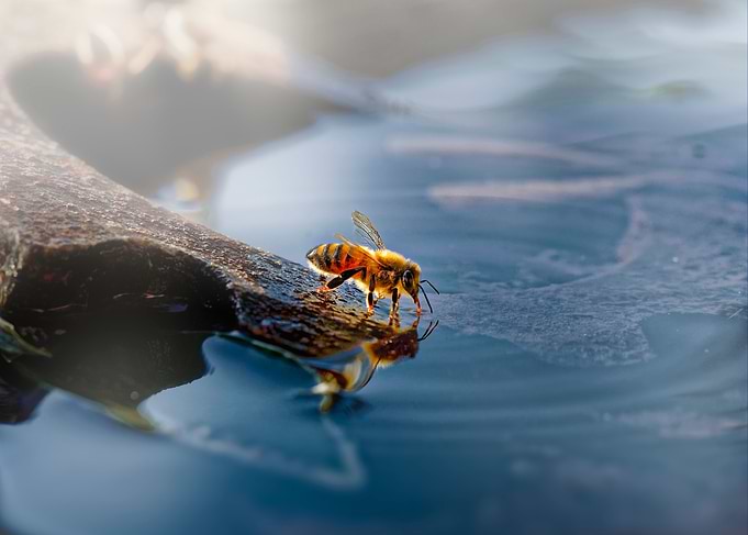 Honeybee drinking water