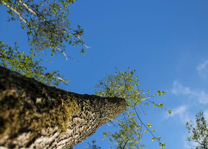 a tree seen from below