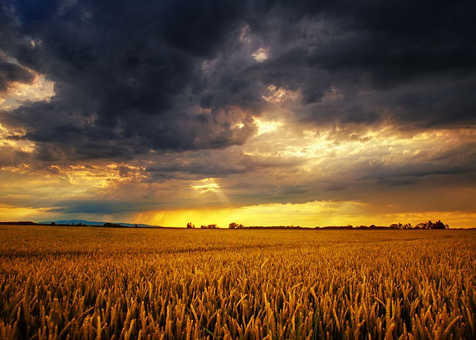 Wheat field sunset