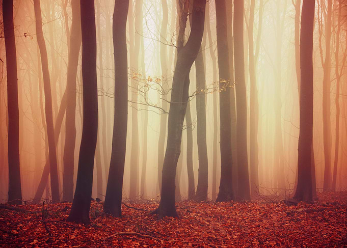 Autumn zen