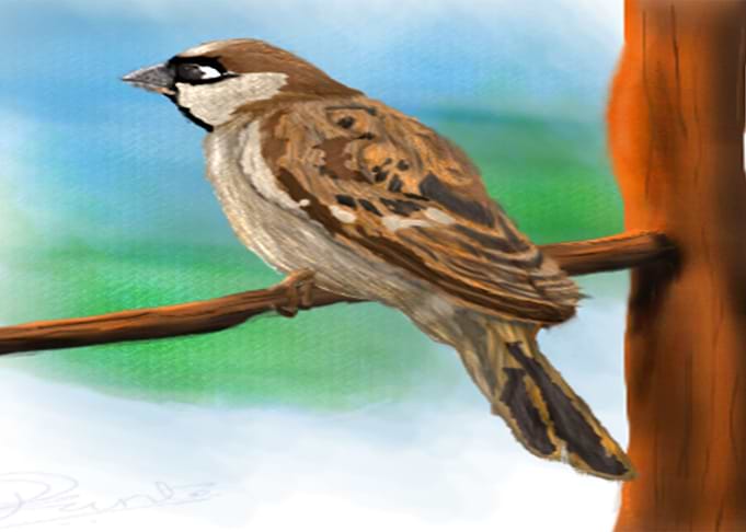 Sparrow