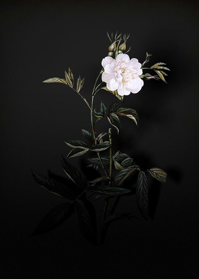 Shadowy Rose of York