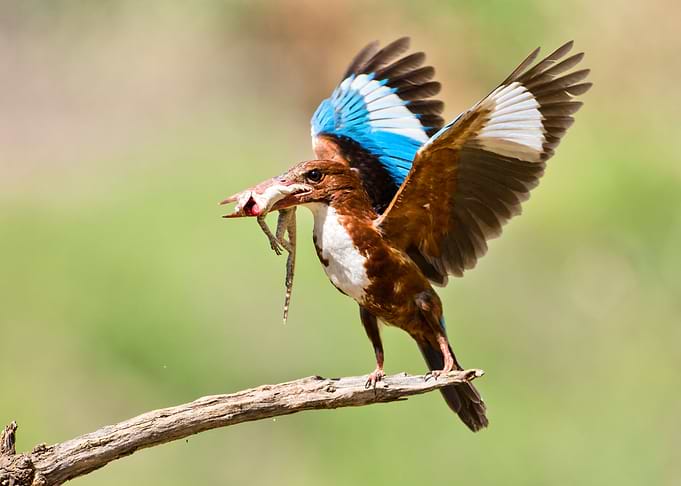 White throated Kingfisher