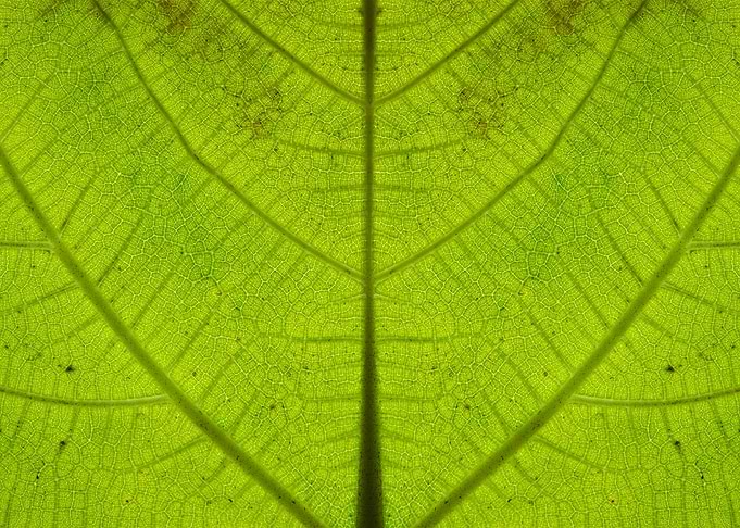 Green leaf string map 1