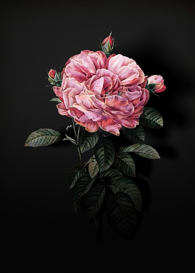 Shadowy French Rose