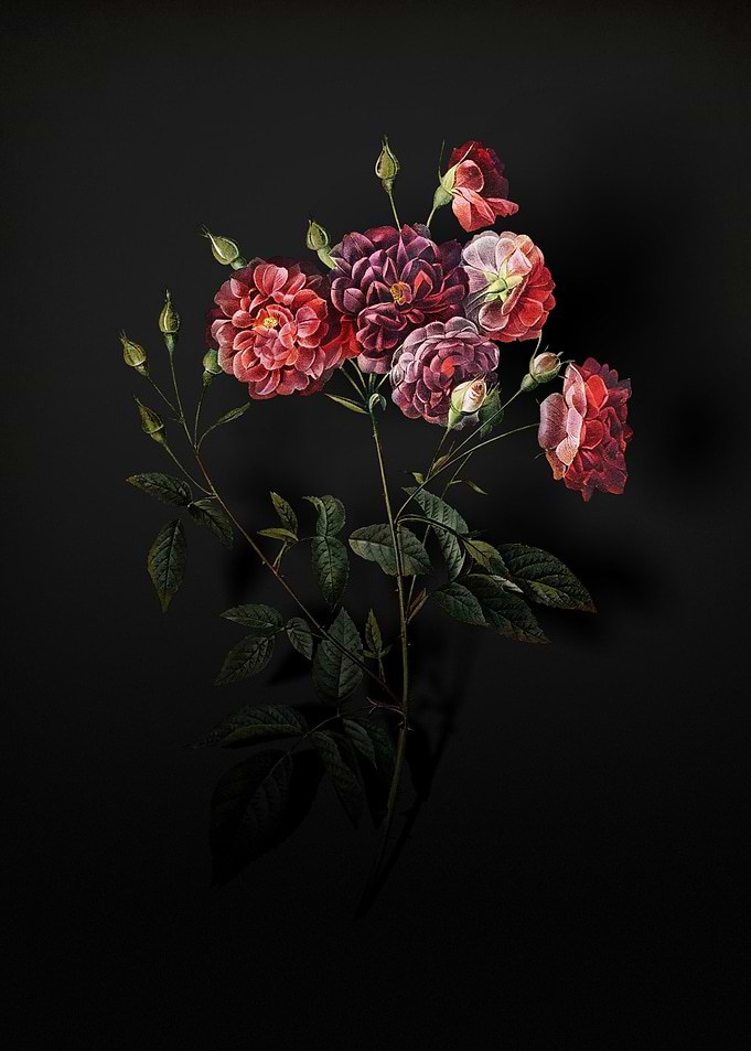 Shadowy Ternaux Rose
