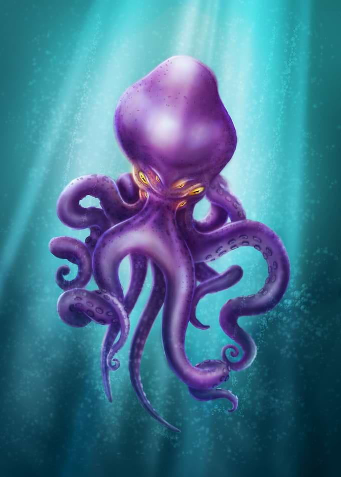 Octopus