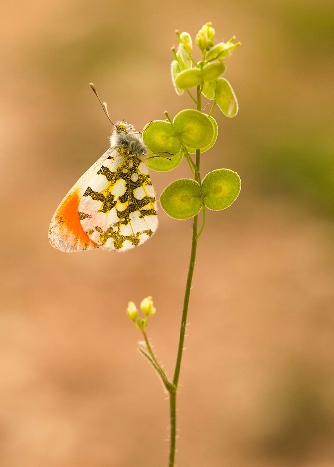 Orange Tip butterfly
