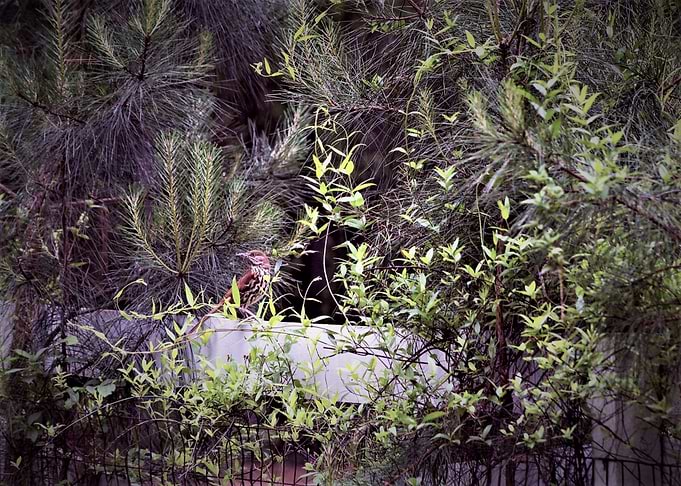 Bird in the trees