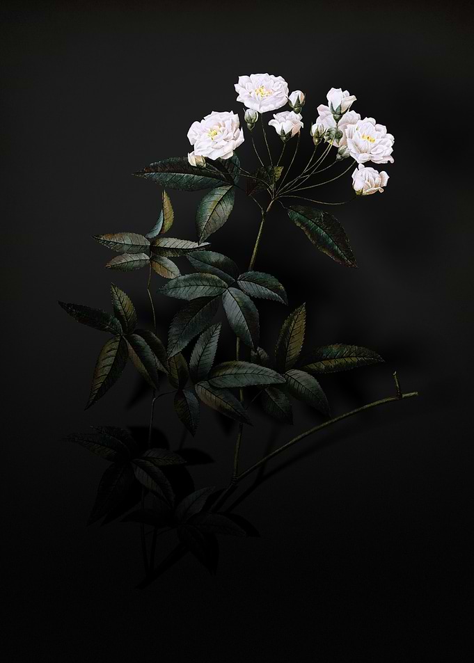 Shadowy Lady Banks Rose
