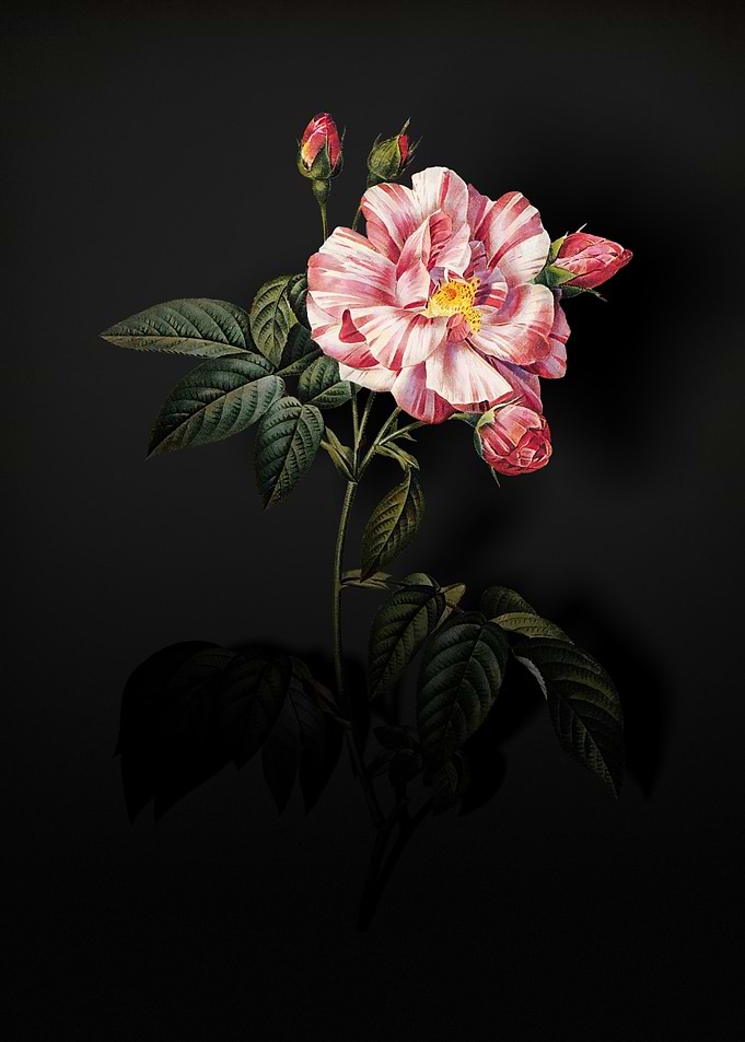 Shadowy Rosa Gallica