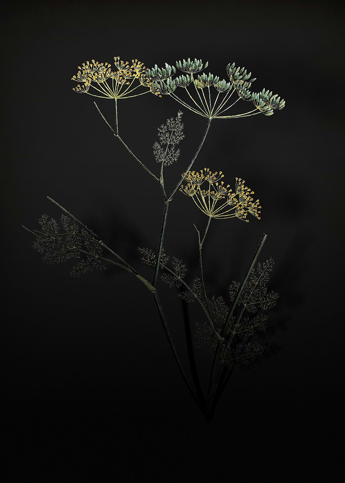 Shadowy Blooming Fennel