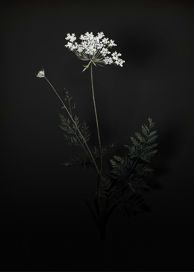 Shadowy Lace Flower