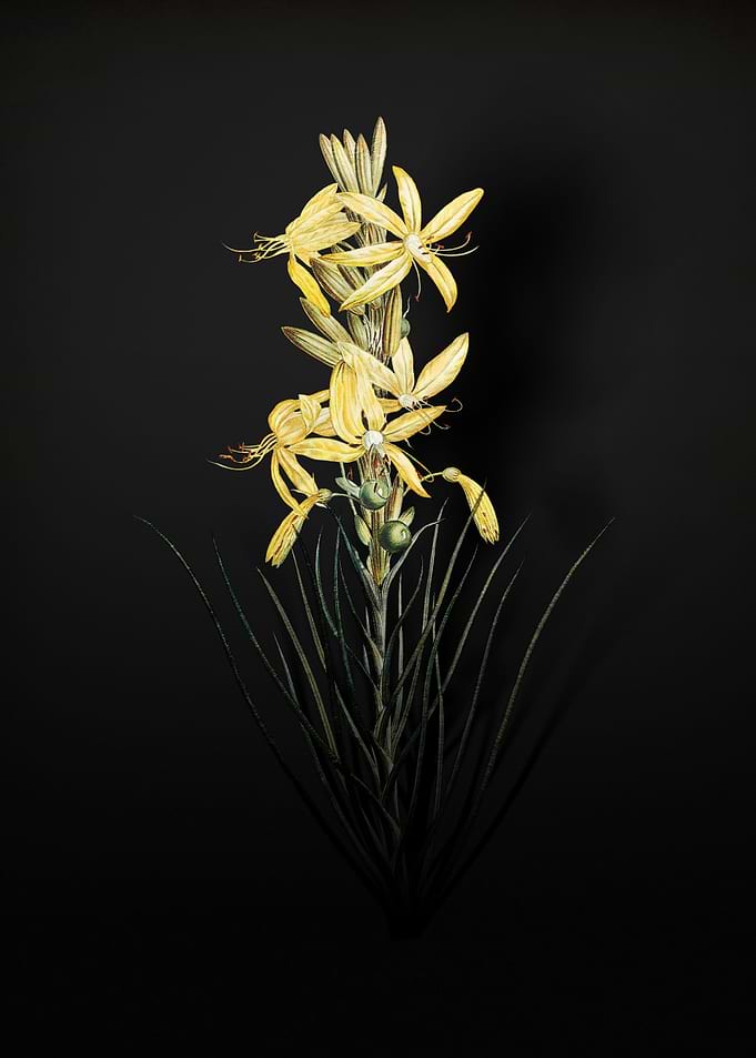 Shadowy Yellow Asphodel