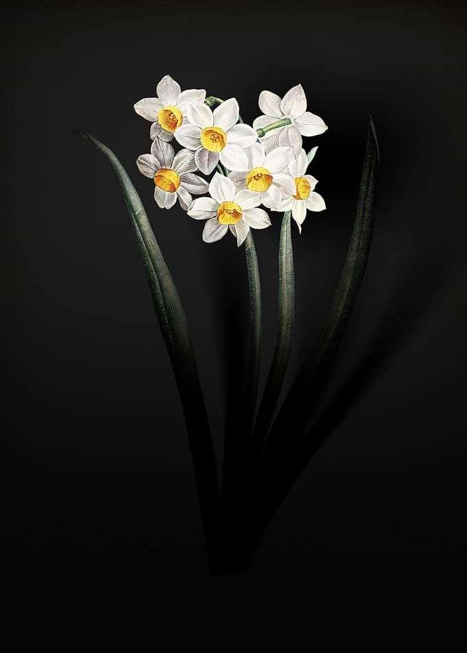 Shadowy Narcissus Flower