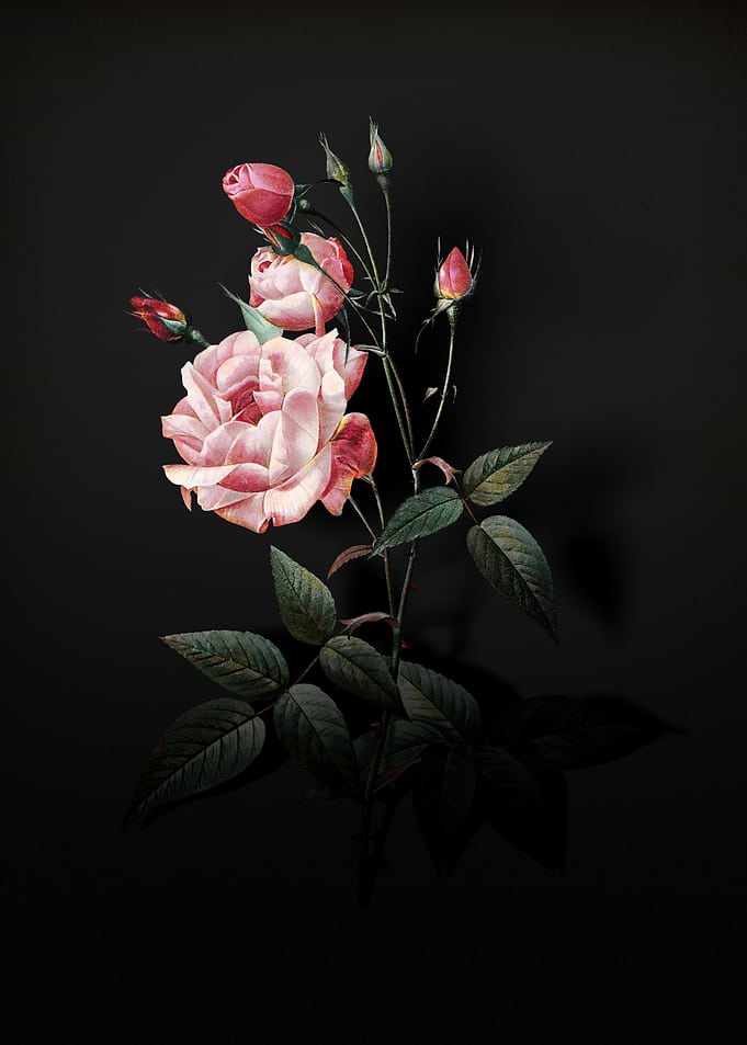 Shadowy Pink Rose
