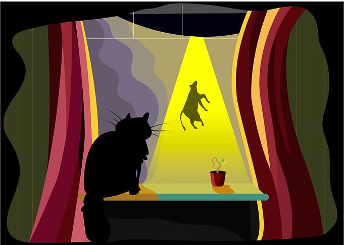 cat and night