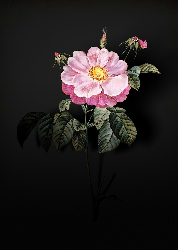 Shadowy Provins Rose