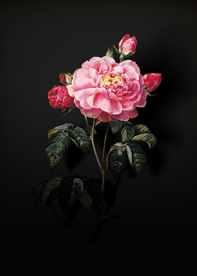 Shadowy French Rose