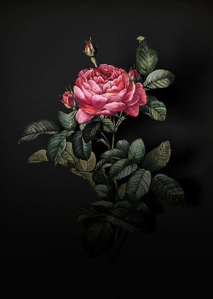 Shadowy Gallic Rose
