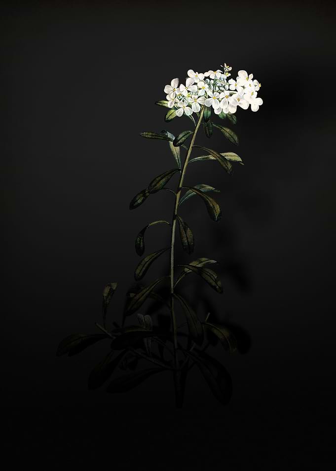 Shadowy White Flowers