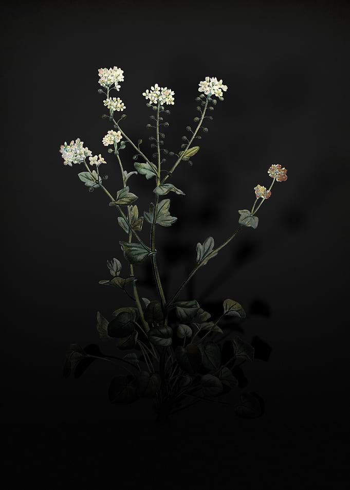 Shadowy Scurvy Grass