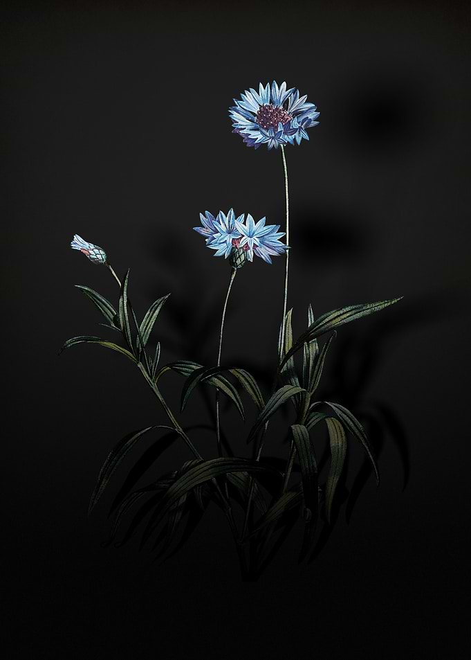 Shadowy Blue Cornflowers