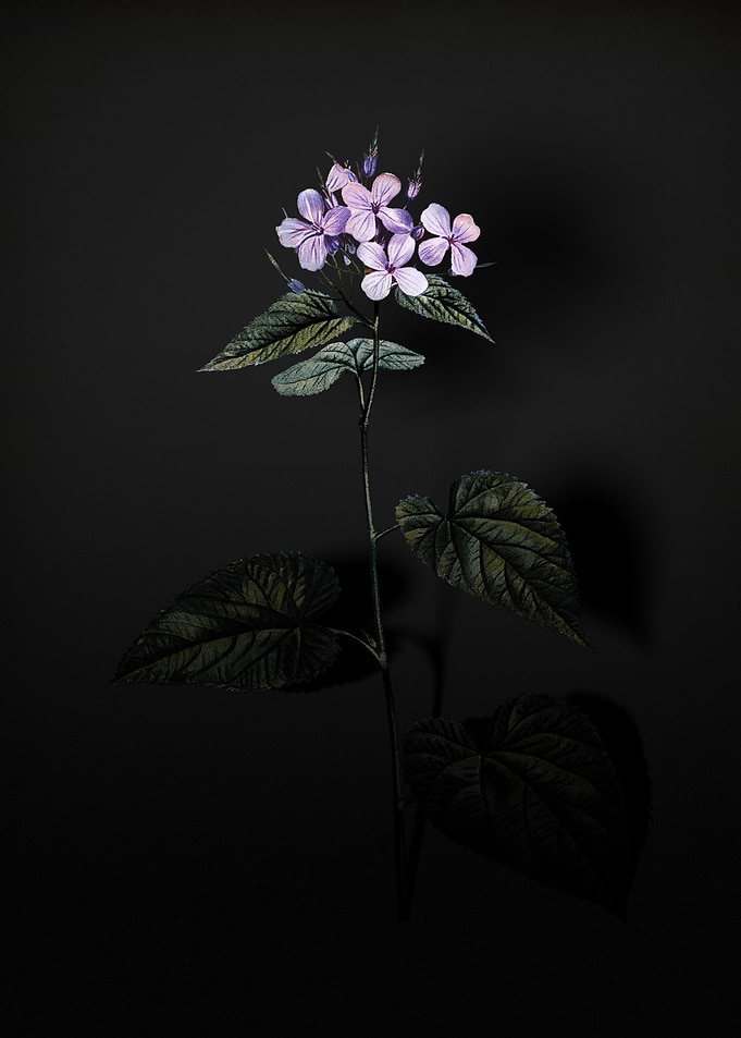 Shadowy Morning Glory