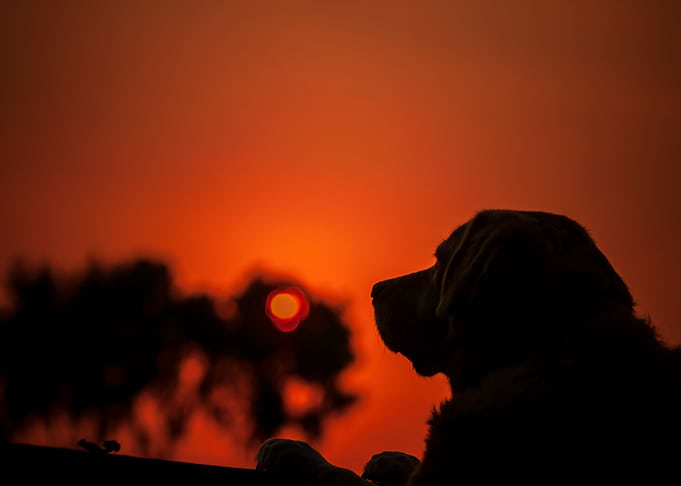 Silhouette of a Labrador