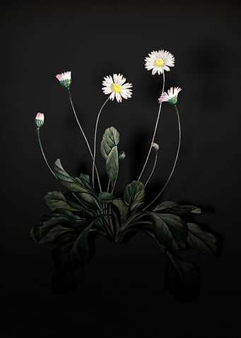 Shadowy Daisy Flowers