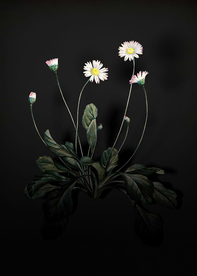 Shadowy Daisy Flowers
