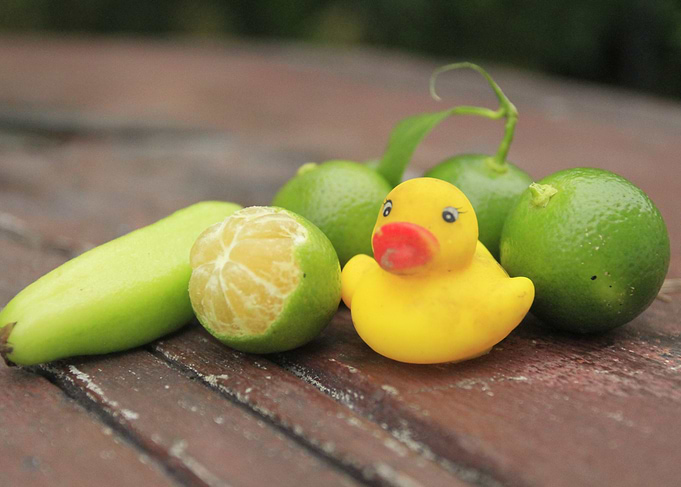 Duckling