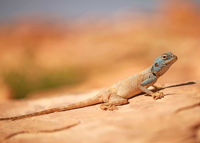 Sinai agama on a rock
