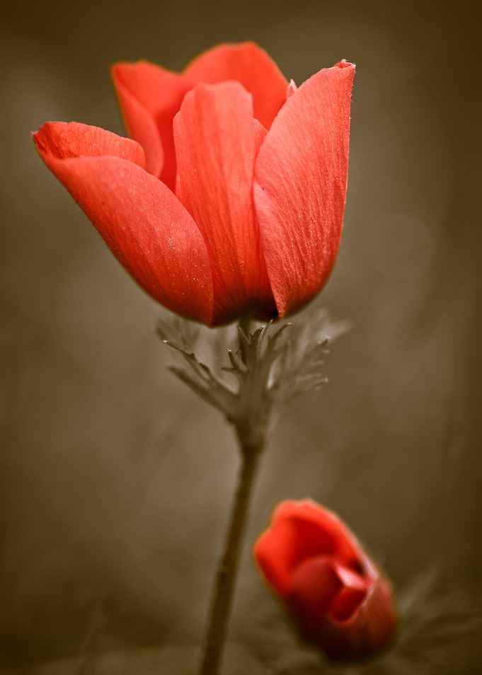 red poppy Anemone Israel