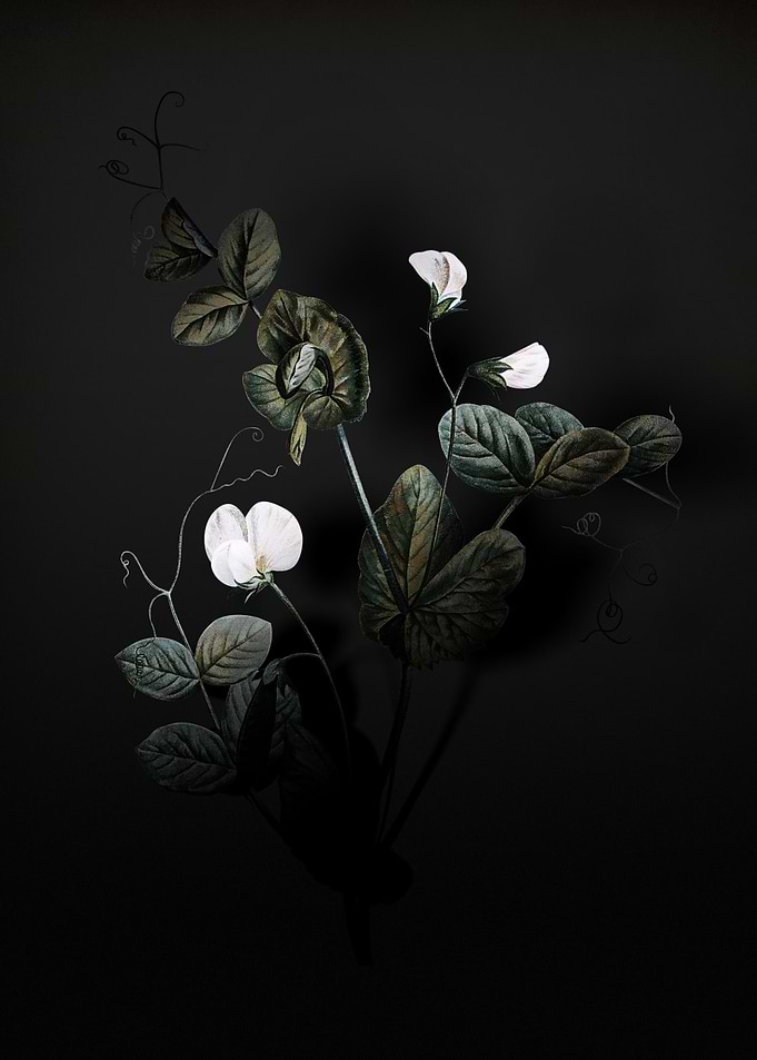 Shadowy Pea Flower
