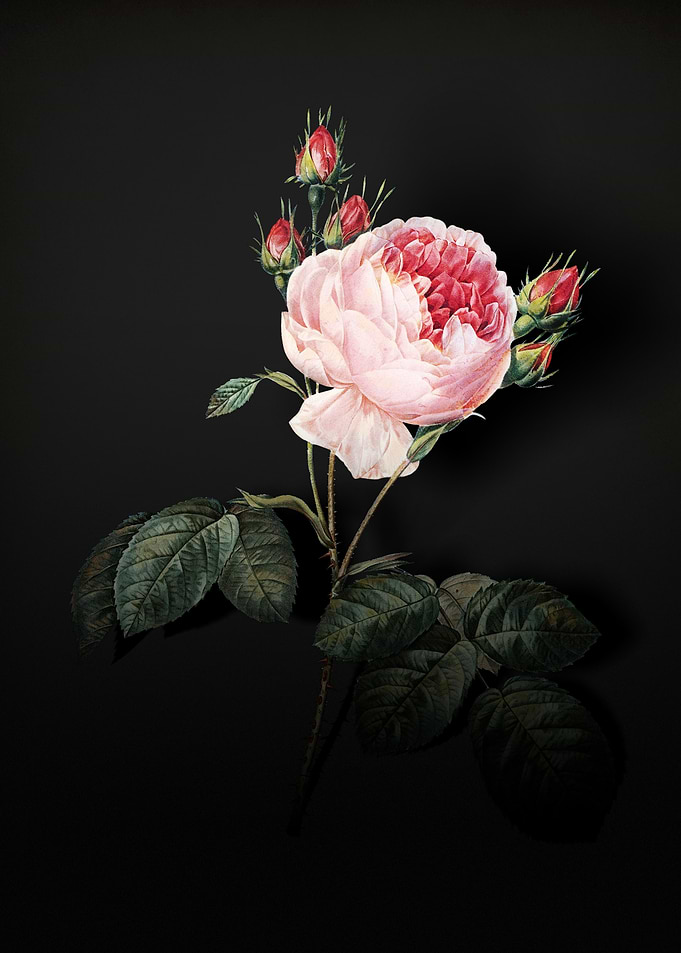 Shadowy Provence Rose