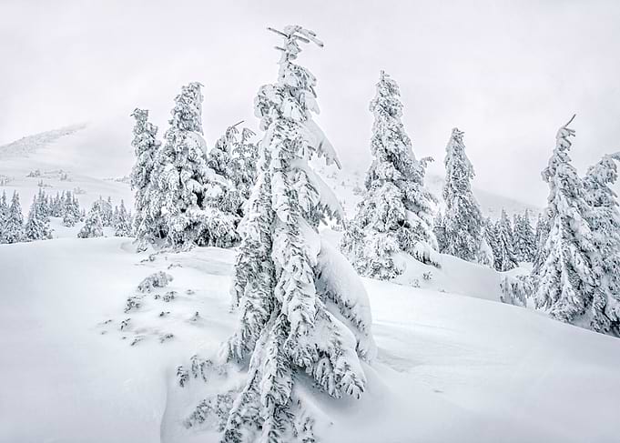 Winter mountains trees