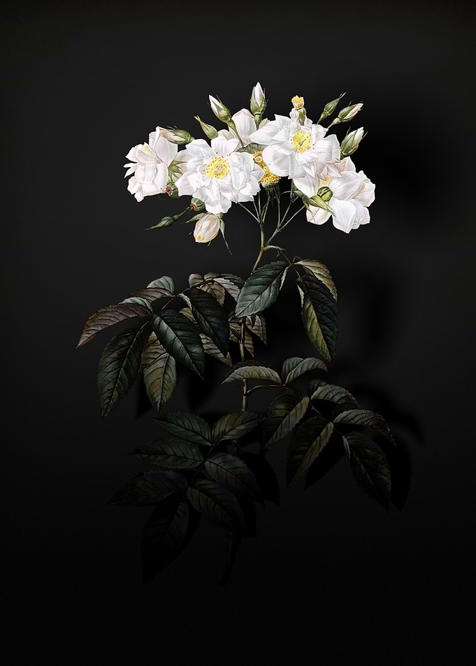 Shadowy Musk Roses