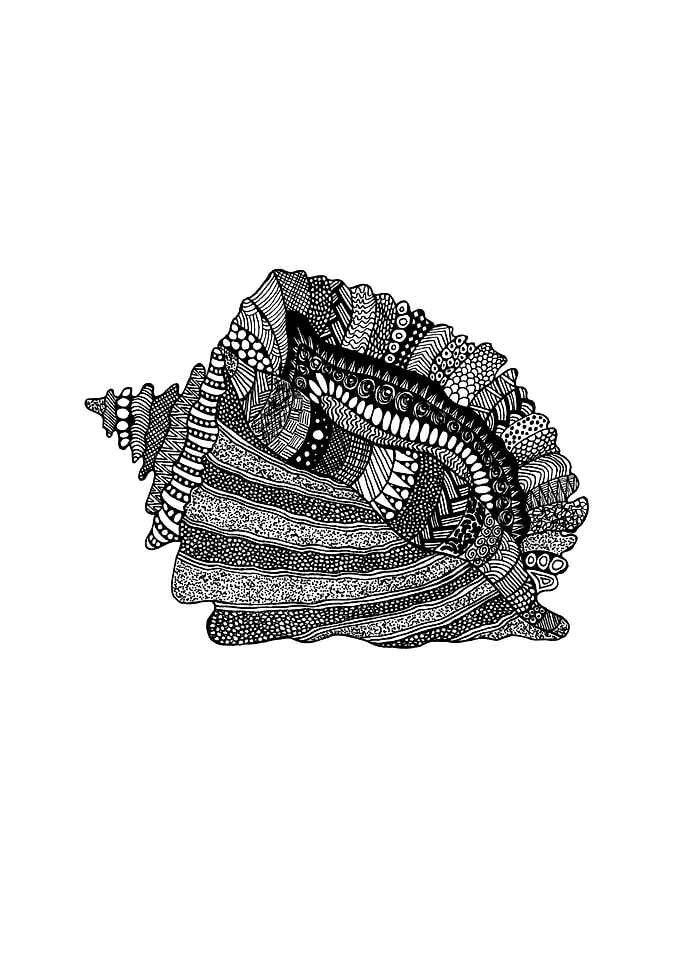 Conch Shell