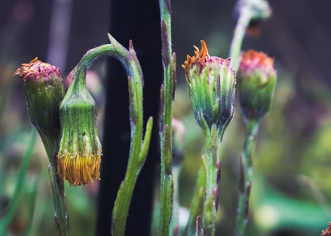 Waiting To Bloom