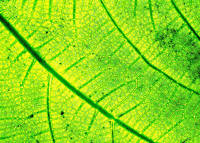 Green leaf string map 2