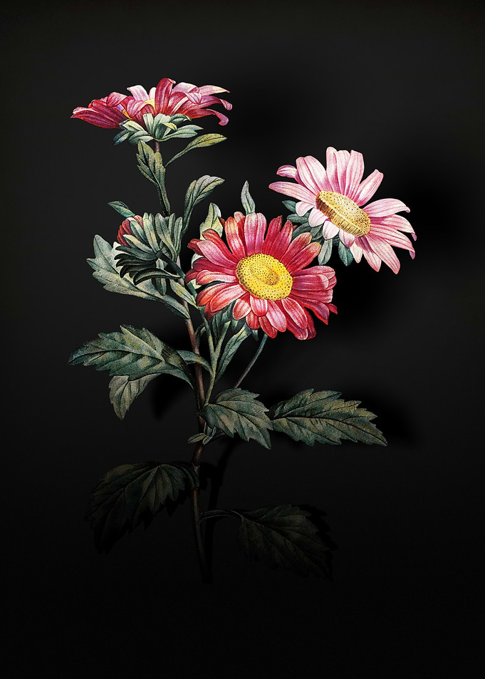 Shadowy Red Aster