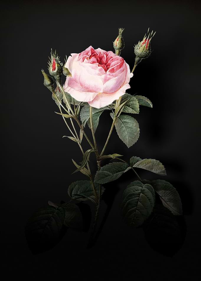 Shadowy Rose Bush