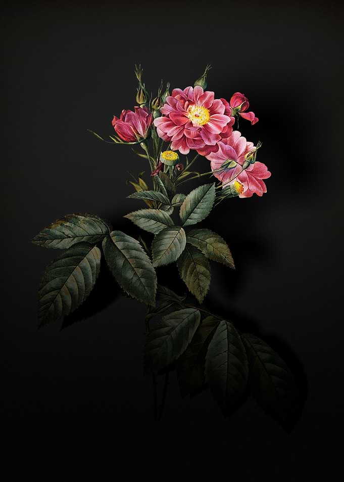Shadowy Boursault Rose