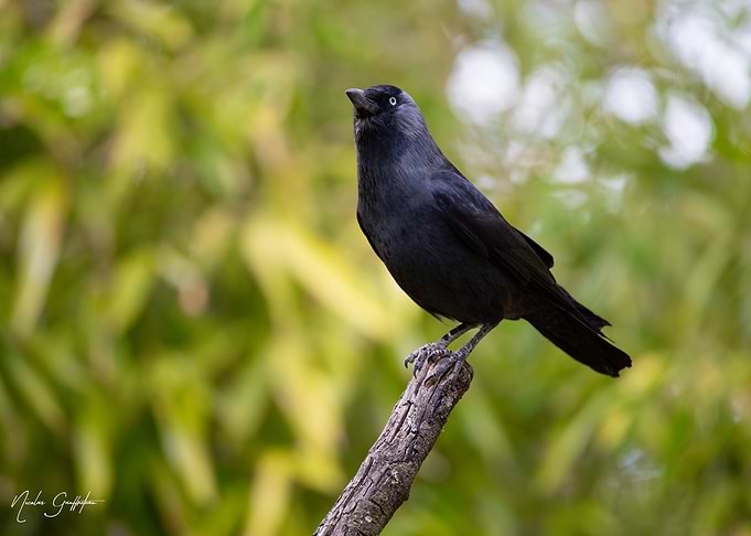 The bird
