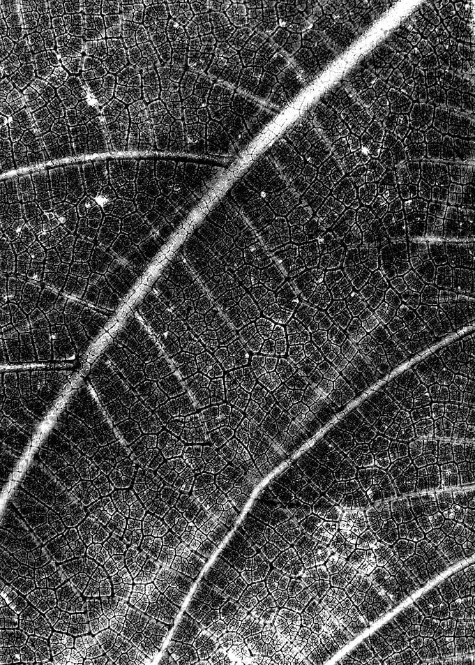 Black leaf string map