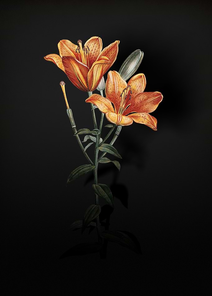 Shadowy Bulbous Lily