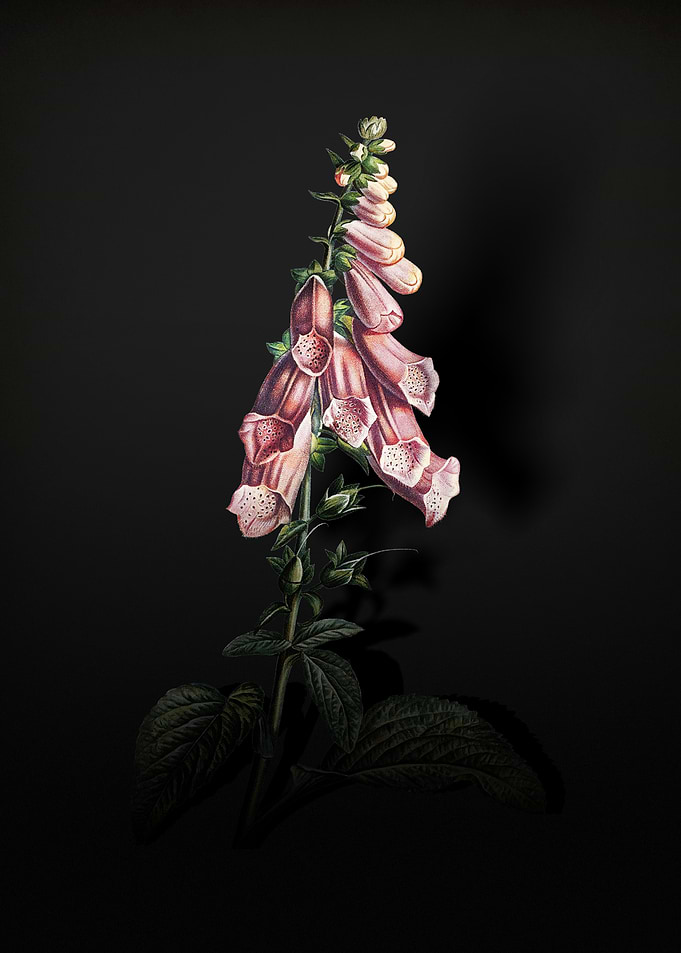 Shadowy Foxglove Flowers