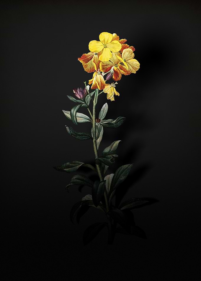 Shadowy Yellow Wallflower