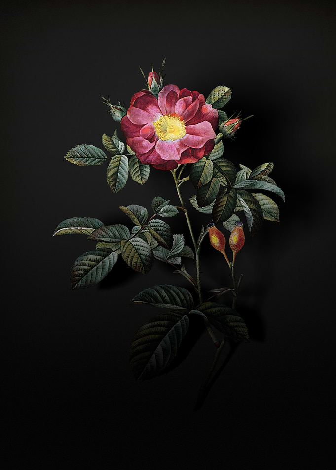 Shadowy Portland Rose